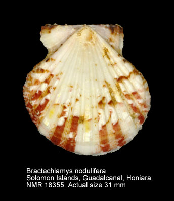 Bractechlamys nodulifera.jpg - Bractechlamys nodulifera(G.B.Sowerby,1842)